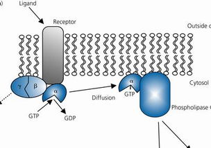 细胞信号传递 全部配套插图与图片