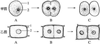 我们的生活离不开植物.我们都直接或者间接以植物为生.在你身边有很多植物.你认识它们吗 你能区分它们吗 请分析回答 1 在以上植物中.用孢子繁殖的植物是 .从种子的结构上看