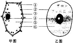 观察如图.据图回答 1 图中②④⑥是动植物细胞都有的结构.其中④的名称是细胞核细胞核.从图中可以看出.植物细胞具有而动物细胞没有的结构是细胞壁细胞壁.叶绿体叶绿体
