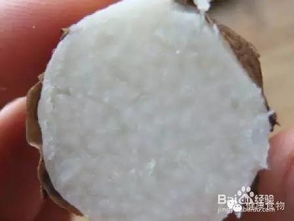 如何区分山药和淮山 二者营养功效一样吗