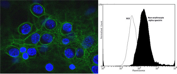 Biosensis 光谱蛋白α链非红细胞1小鼠单克隆抗体在细胞培养研究中的应用详情说明
